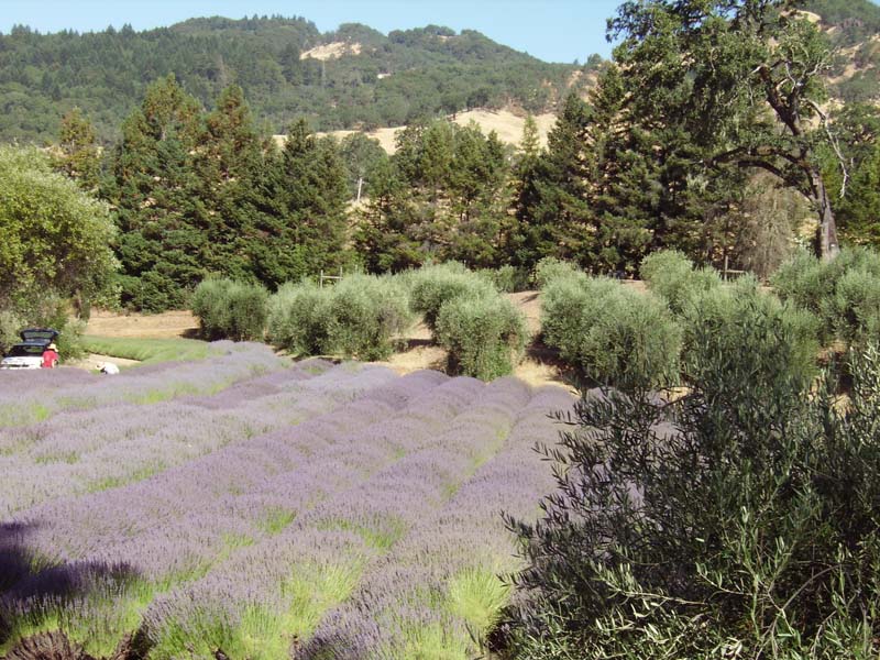 Lavendar-field72.jpg