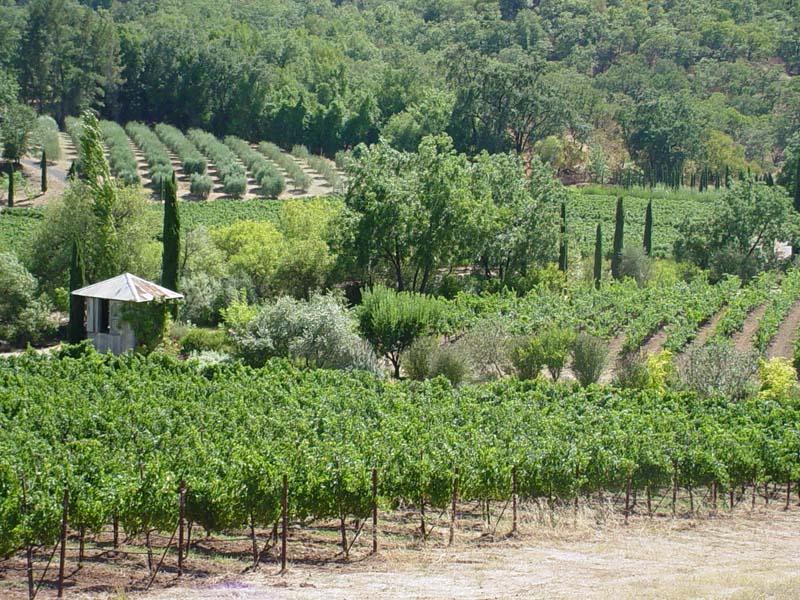 Vineyard-trees-hut-hill72.jpg